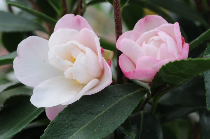 Camellia sasanqua Jennifer - © Marité Roué